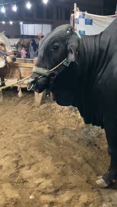 Bachra heavy bull available for qurbani 2k25