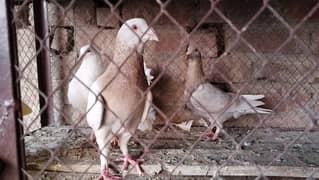 Pegions