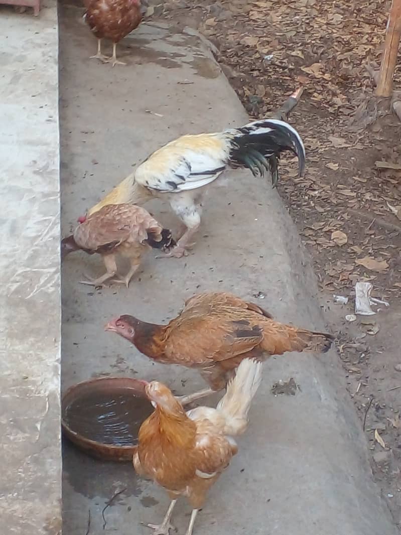 Aseel hen with 15 chicks 0