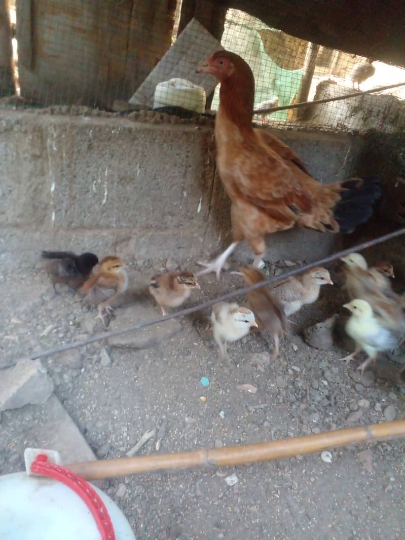Aseel hen with 15 chicks 7