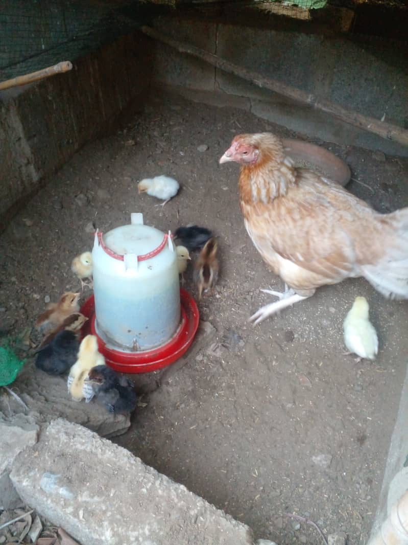 Aseel hen with 15 chicks 18