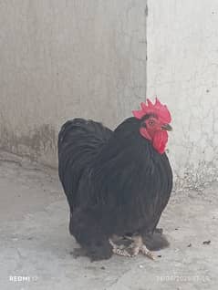 buff chicken. Pairs of buff chicken are also available