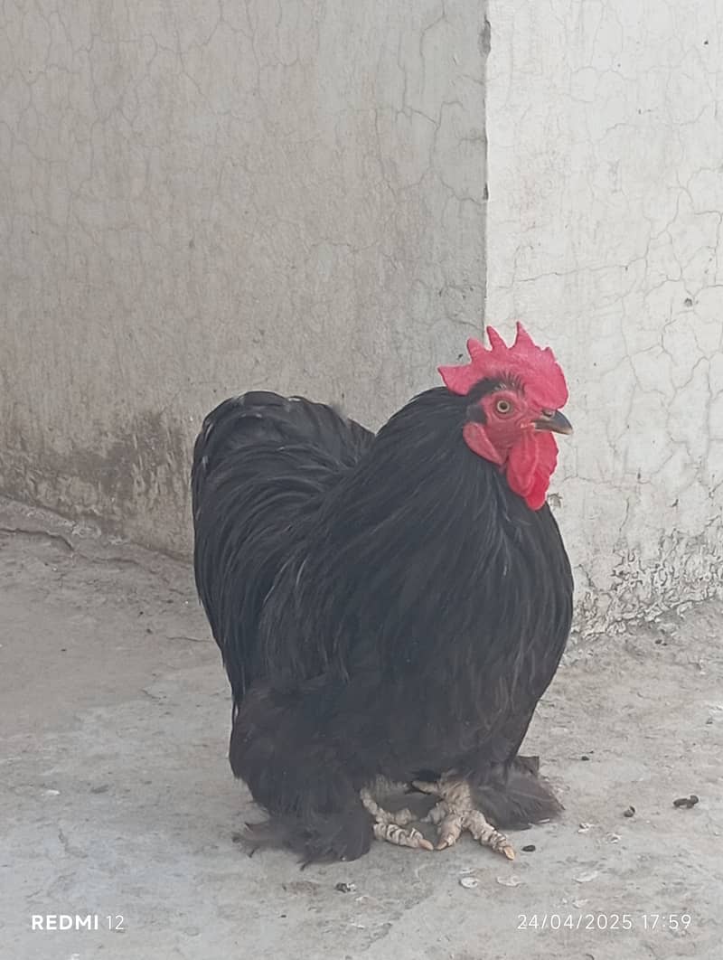buff chicken. Pairs of buff chicken are also available 0