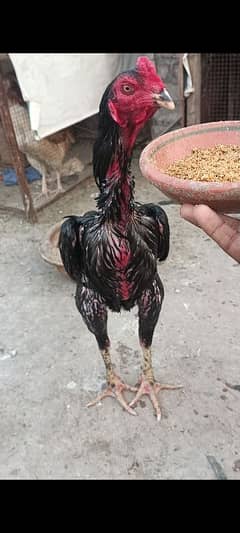 Thai