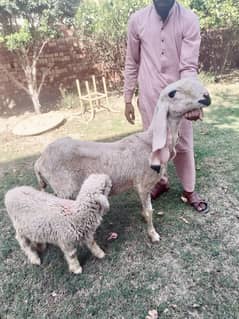 Amratsari /nagra beetal /sahiwal /qurbani goat /bakr /Sheep/desi goat