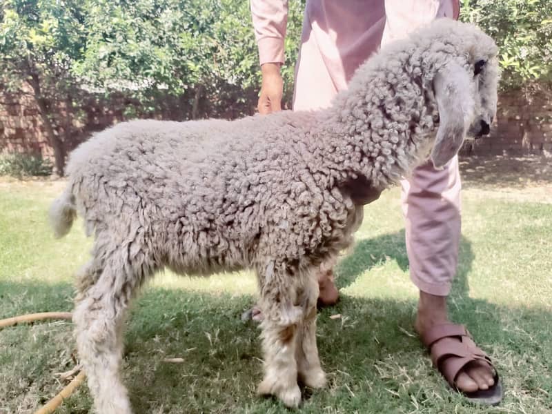 Pure kajli Bhair/ Ghaban/ Bacha wali bhair/ Sarghoda Special 1