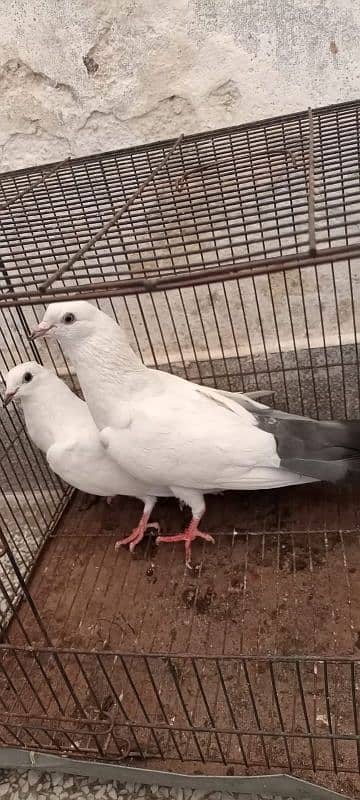Kalduma pigeon pair 0