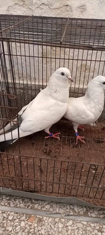Kalduma pigeon pair 1