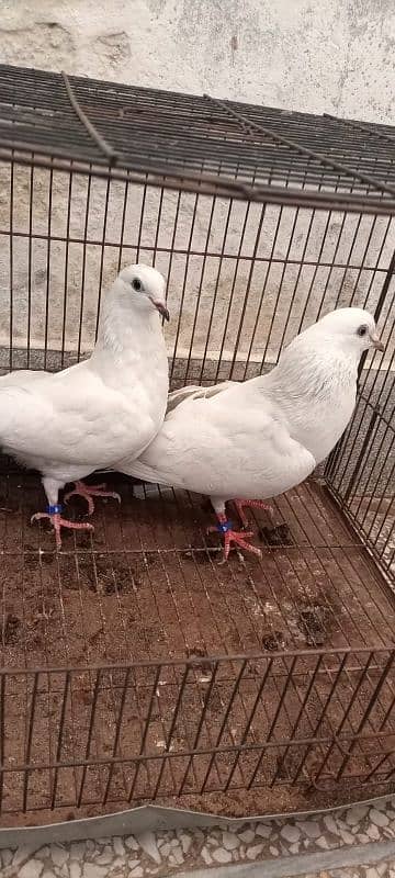 Kalduma pigeon pair 2