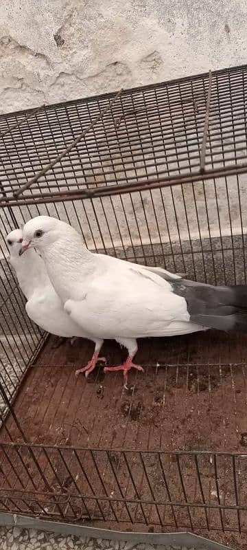Kalduma pigeon pair 3