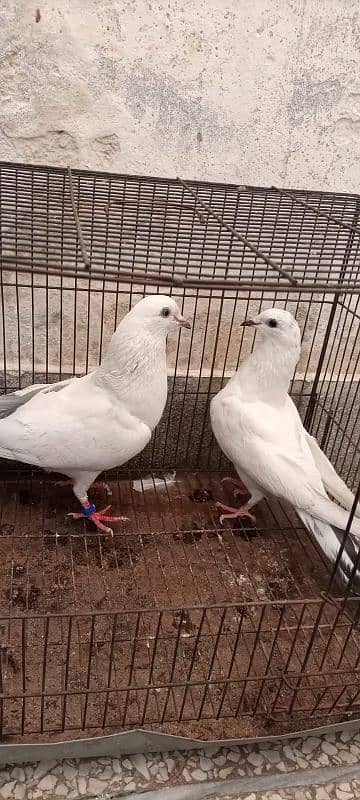 Kalduma pigeon pair 6