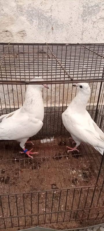 Kalduma pigeon pair 7