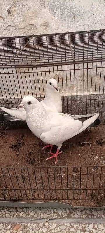 Kalduma pigeon pair 9