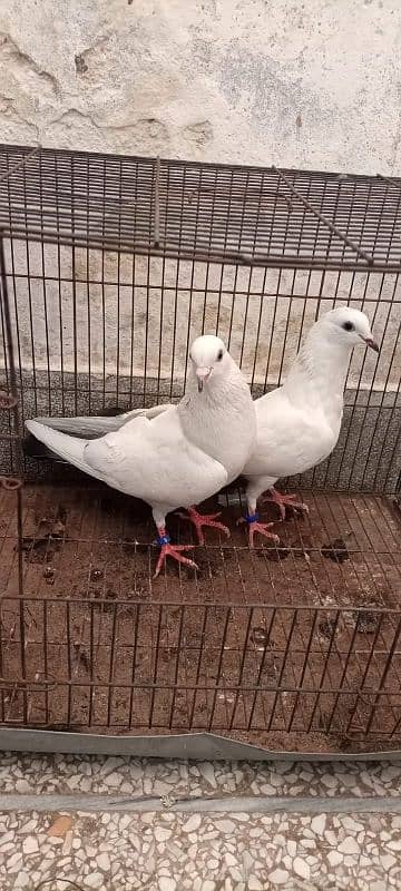 Kalduma pigeon pair 10