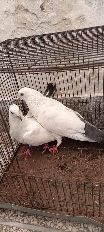 Kalduma pigeon pair 12