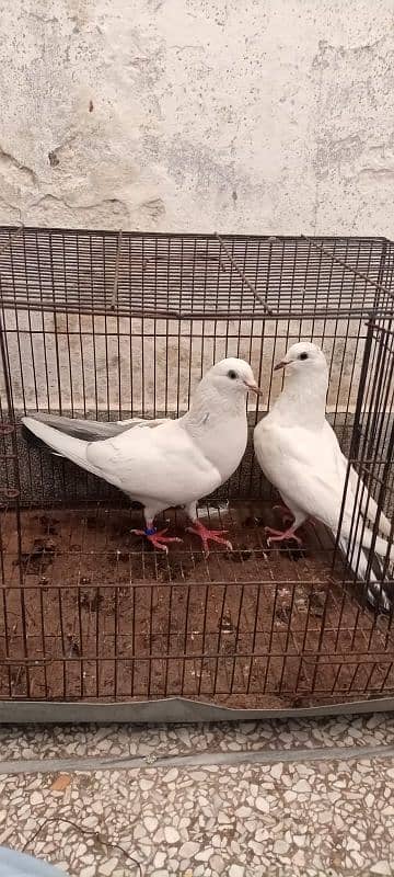 Kalduma pigeon pair 13