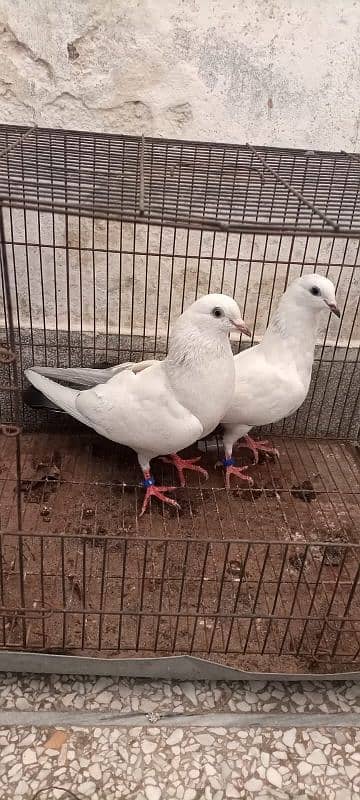 Kalduma pigeon pair 14