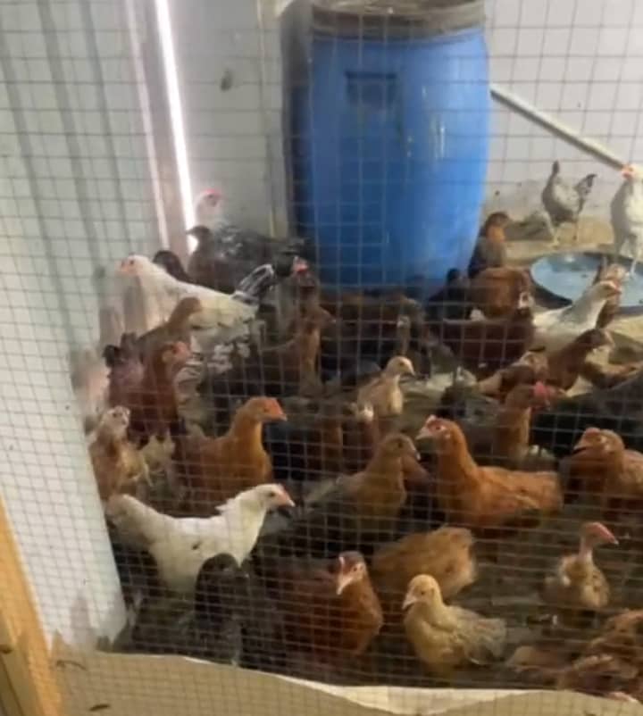 Golden misri 120 days age healthy active birds 0