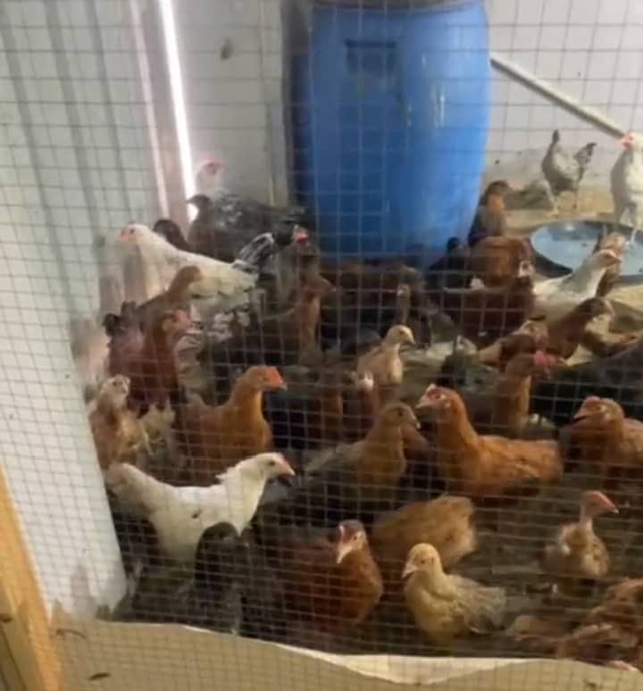Golden misri 120 days age healthy active birds 2