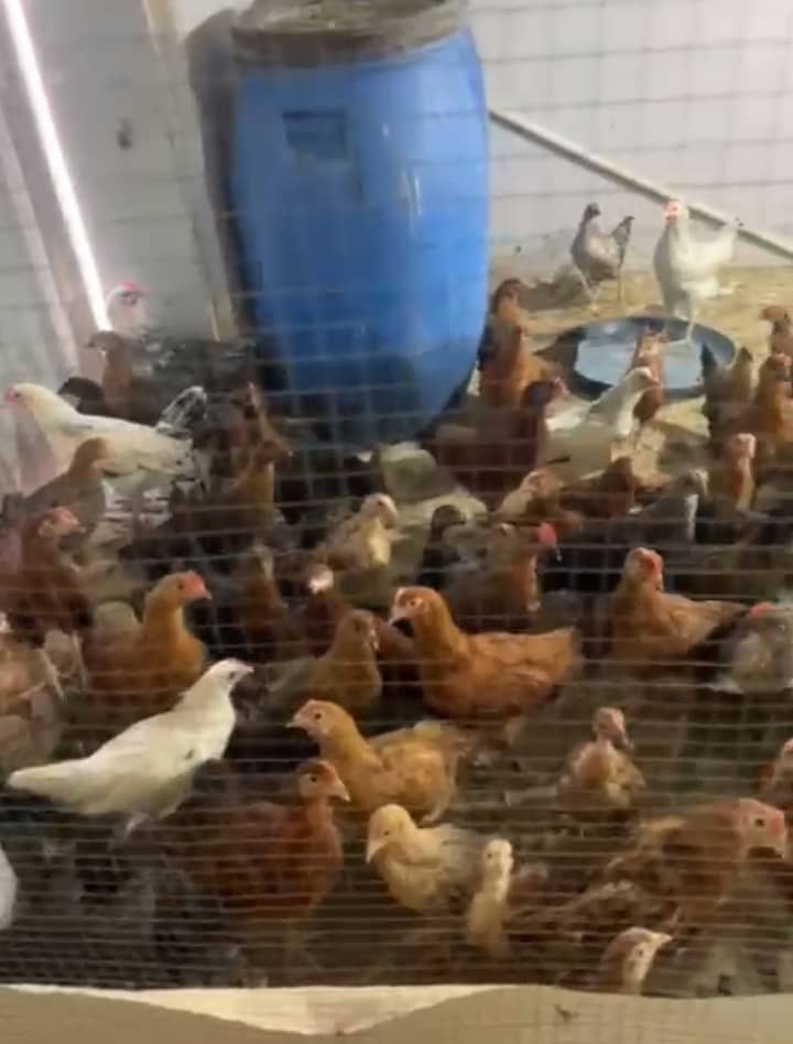 Golden misri 120 days age healthy active birds 5