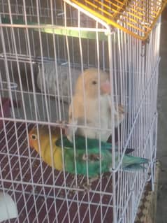 lovebird