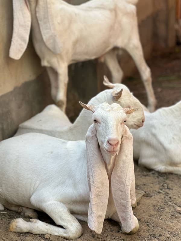 Gulabi bakray 2 daant for sale 1