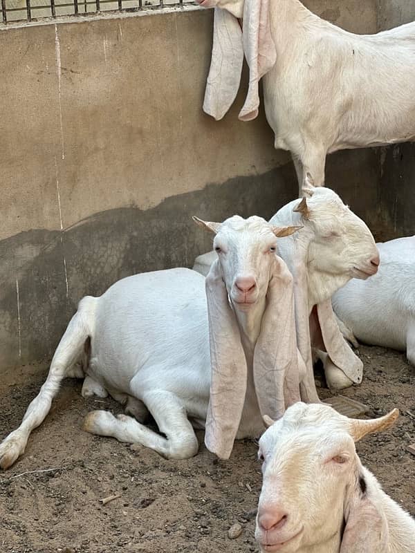 Gulabi bakray 2 daant for sale 0
