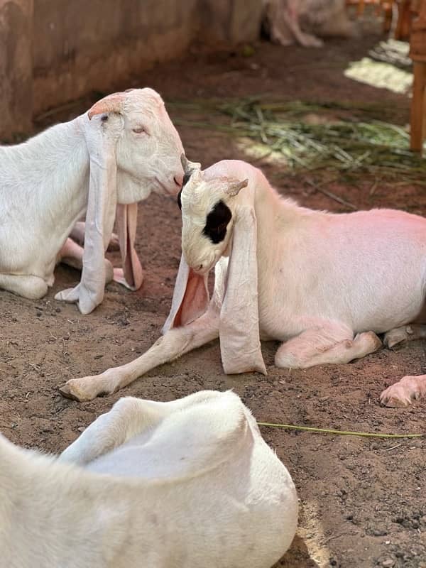 Gulabi bakray 2 daant for sale 2