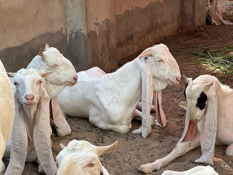 Gulabi bakray 2 daant for sale 3
