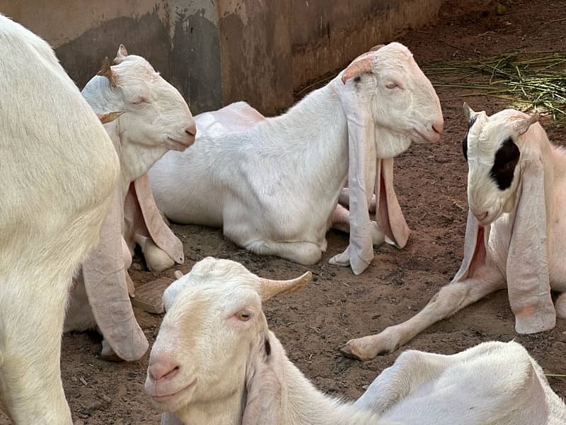 Gulabi bakray 2 daant for sale 4
