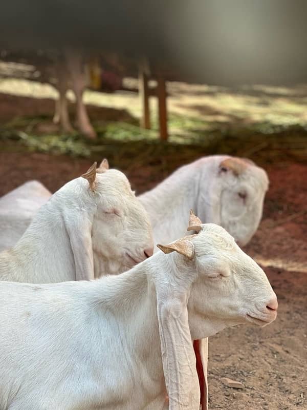 Gulabi bakray 2 daant for sale 6