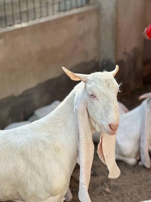 Gulabi bakray 2 daant for sale 7