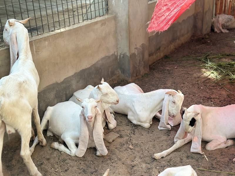 Gulabi bakray 2 daant for sale 8