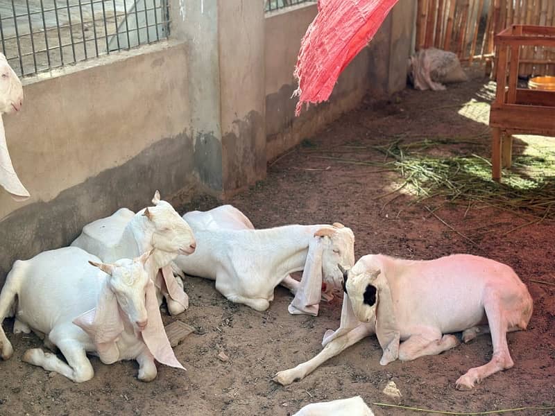Gulabi bakray 2 daant for sale 9