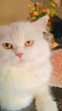 Beautiful white Fur Cat