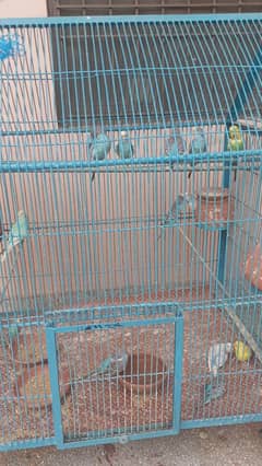 8 pairs of Australian parrot