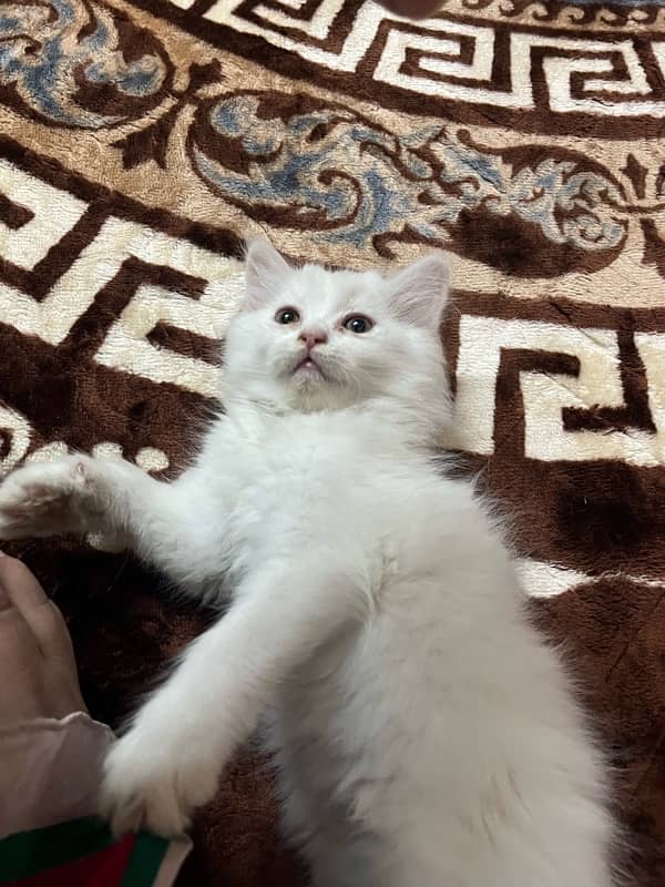 age 2 months 0
