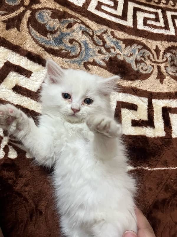 age 2 months 1