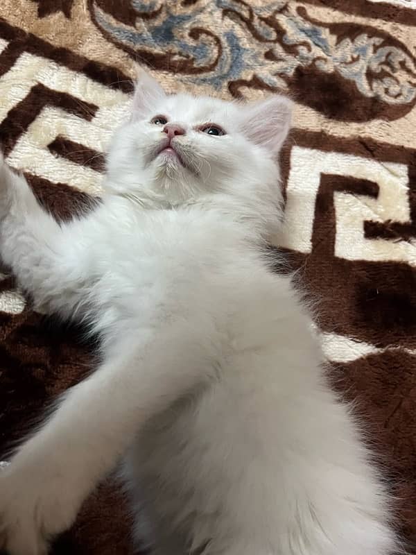 age 2 months 5