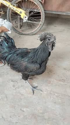 cock. .