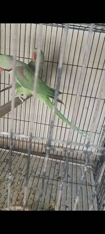 Raw parrot breader pair for sale ready to 3rd clutch only pair 1