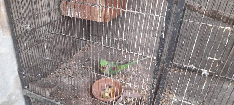 Raw parrot breader pair for sale ready to 3rd clutch only pair 2