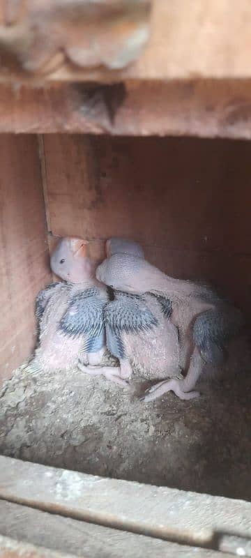 Raw parrot breader pair for sale ready to 3rd clutch only pair 3