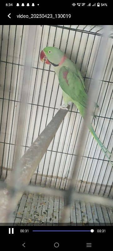 Raw parrot breader pair for sale ready to 3rd clutch only pair 4