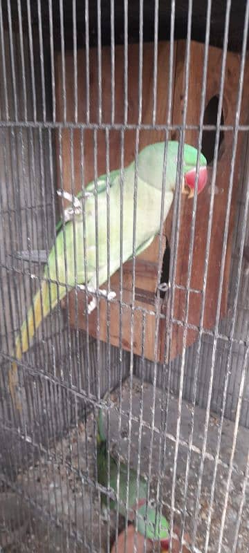 Raw parrot breader pair for sale ready to 3rd clutch only pair 6