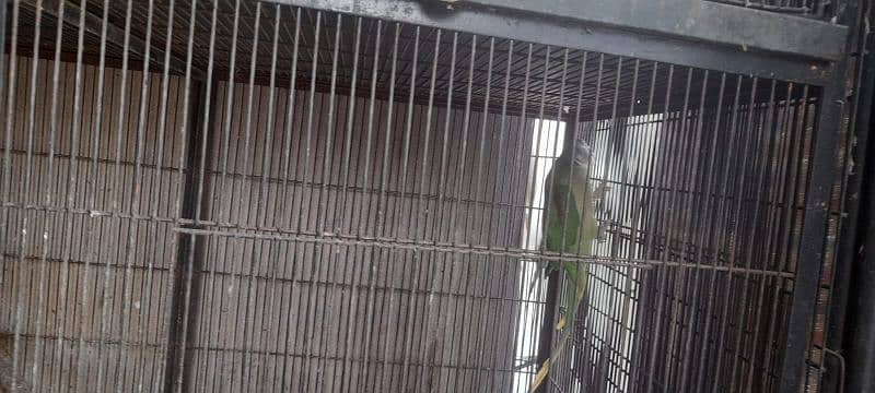 Raw parrot breader pair for sale ready to 3rd clutch only pair 8