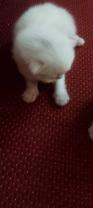 Persian Kittens available 0