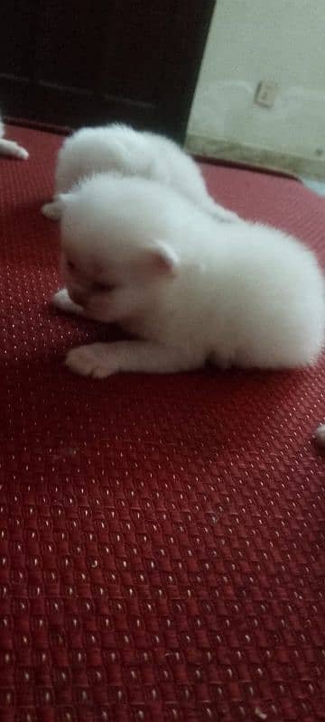 Persian Kittens available 1