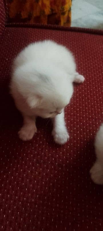 Persian Kittens available 2