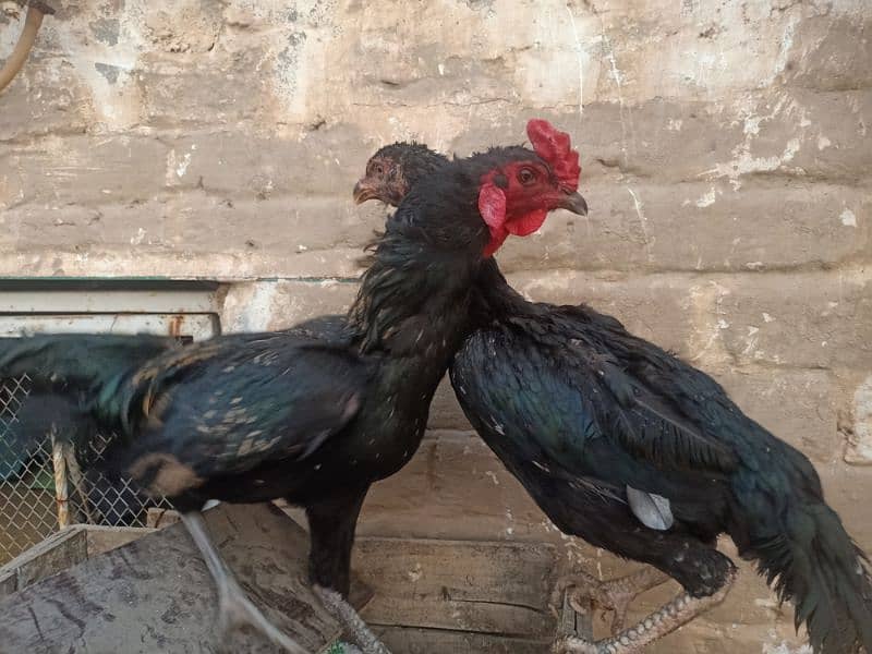 Aseel Pair 1